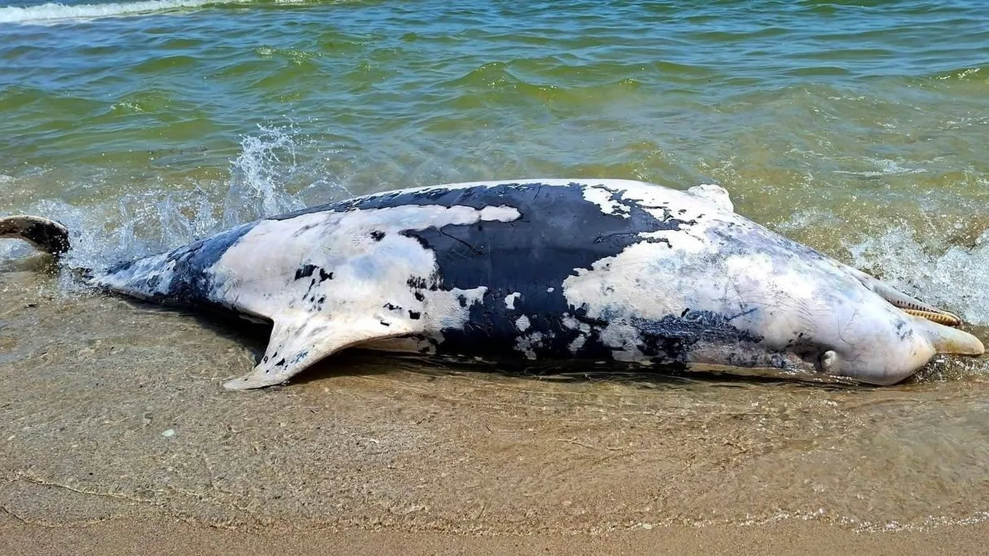 Am Schwarzmeerstrand liegen angespülte tote Delfine.