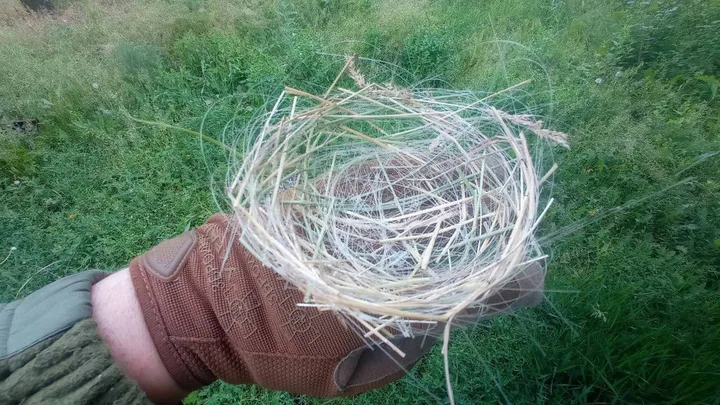 Vogelnest nahe der Front mit Glasfaserkabeln von Drohnen